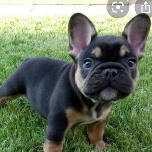 Meet your Posher, Ella